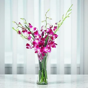 Elegant Orchid Delight
